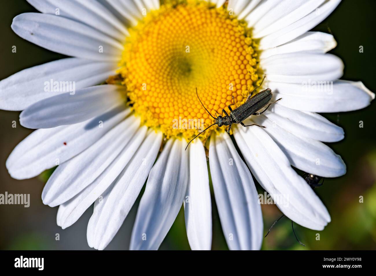 Beetle su un fiore di Daisy Foto Stock