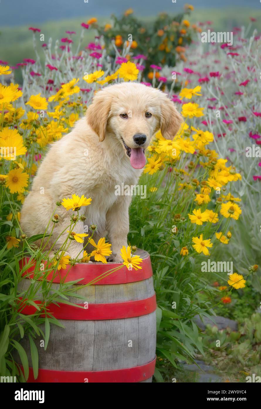 Il giovane cucciolo di cane Golden Retriever seduto su una vecchia botte di legno ammira i fiori colorati in un giardino d'estate Foto Stock