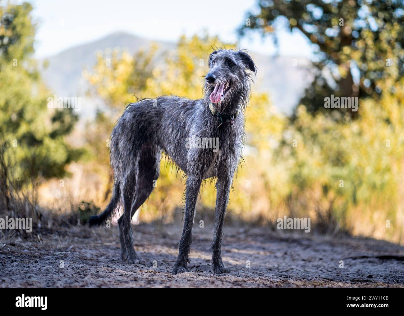 Un deerhound scozzese in un ambiente forestale Foto Stock