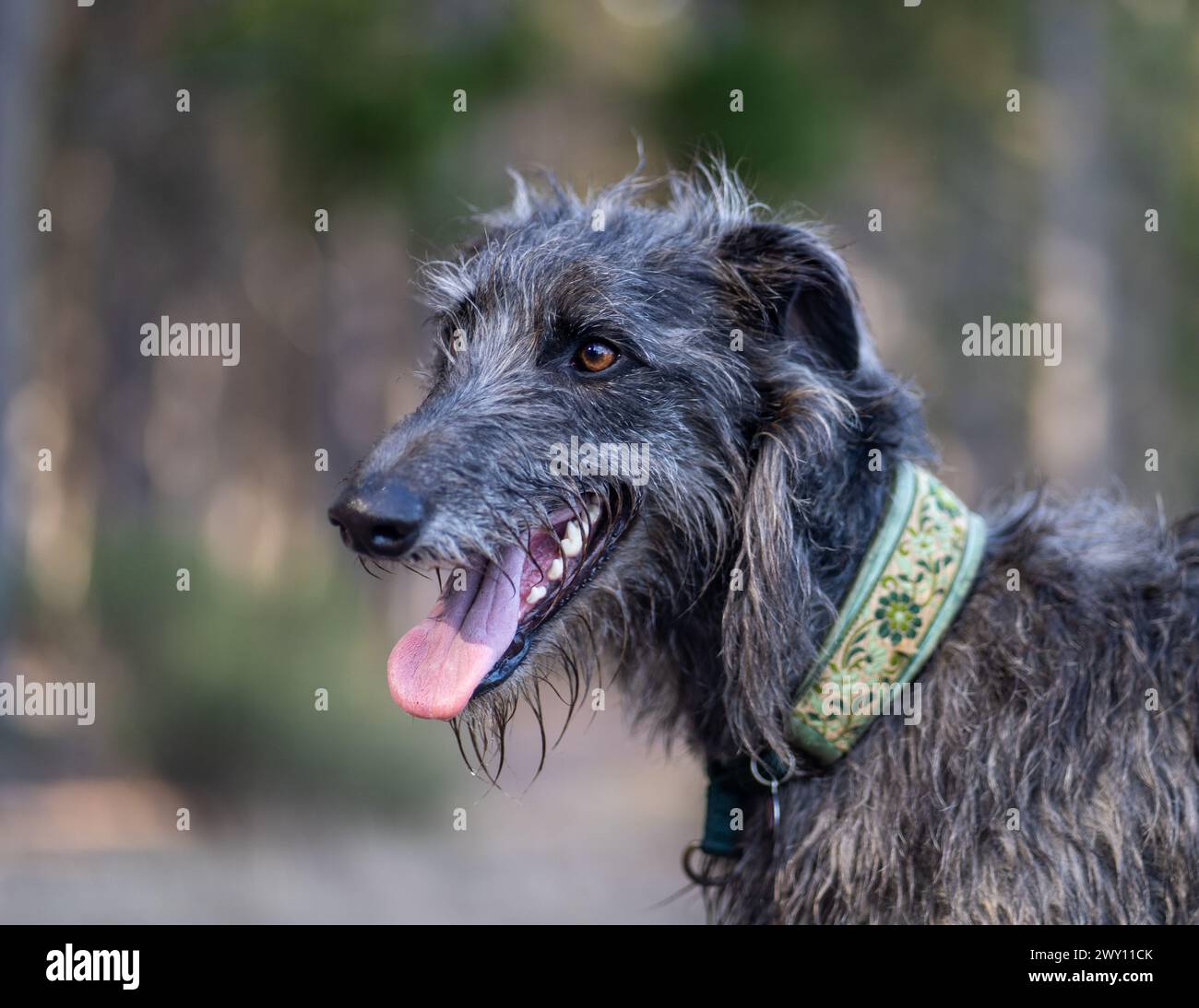 Un primo piano di un deerhound scozzese Foto Stock