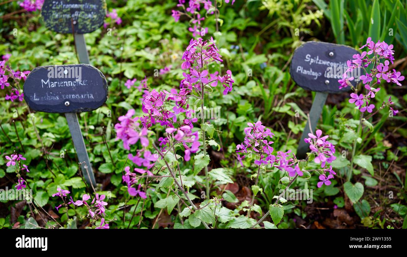 Il garofano della signora in un giardino di erbe. Tabelloni in ardesia che recano garofano e costola. Foto Stock