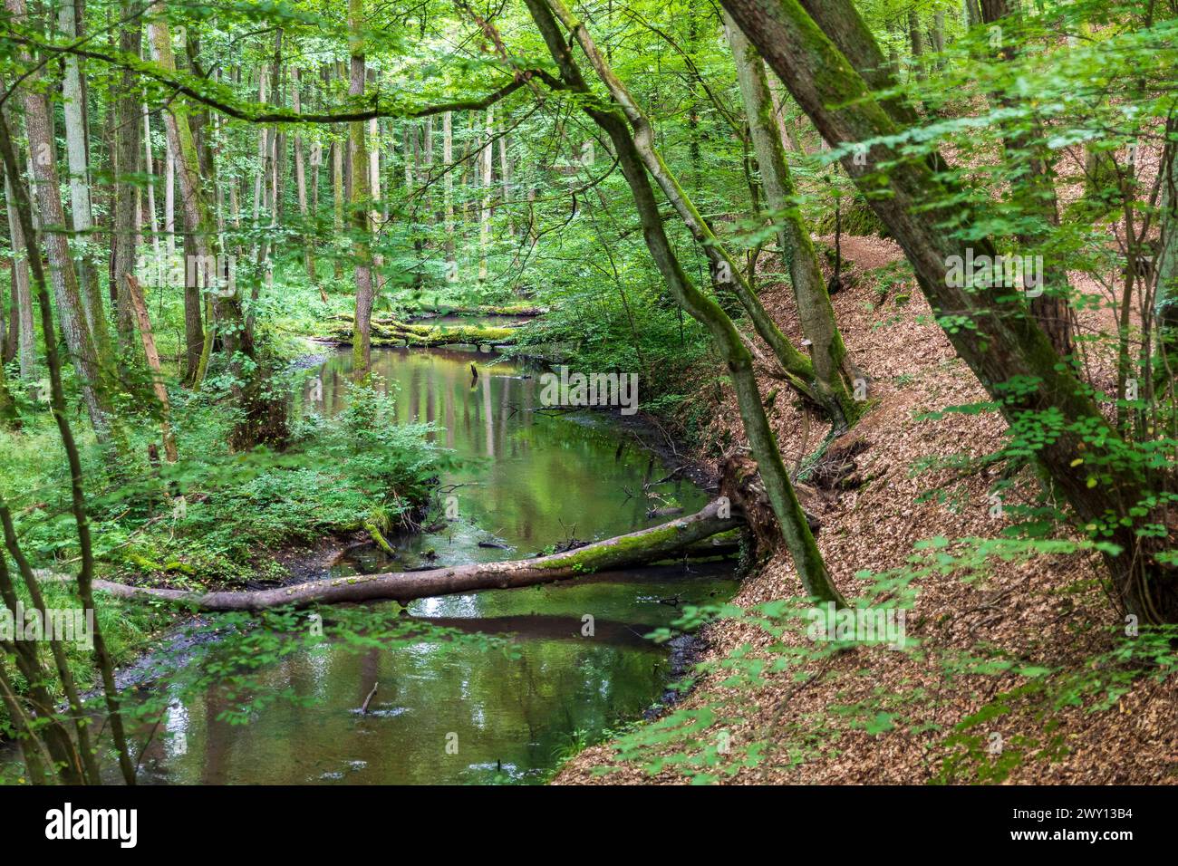 Schlaube im romantischen Schlaubetal, Landkreis Oder-Spree, Brandeburgo, Deutschland *** Schlaube nella romantica valle di Schlaubetal, Oder Spree distr Foto Stock