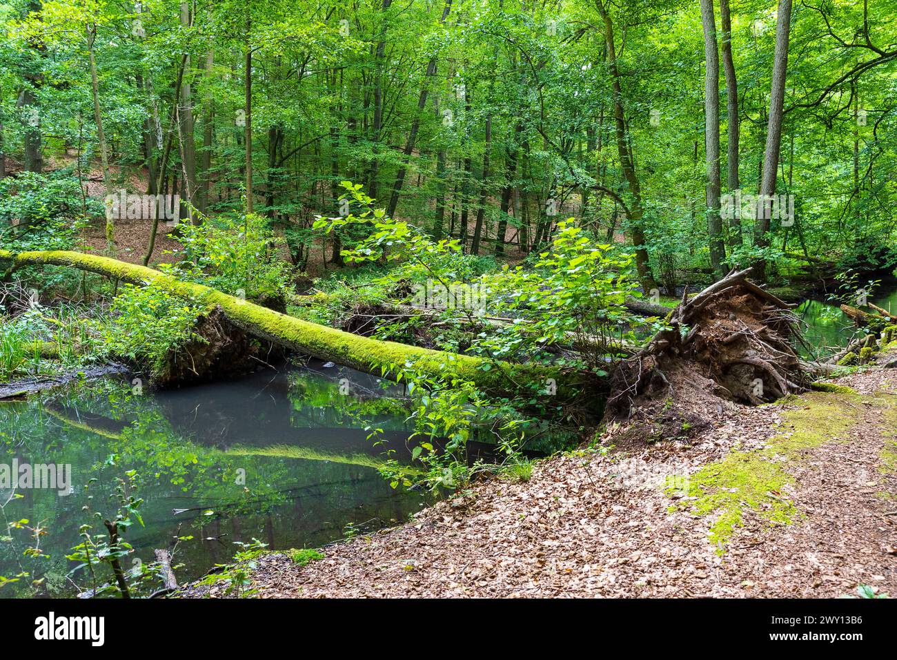 Schlaube im romantischen Schlaubetal, Landkreis Oder-Spree, Brandeburgo, Deutschland *** Schlaube nella romantica valle di Schlaubetal, Oder Spree distr Foto Stock