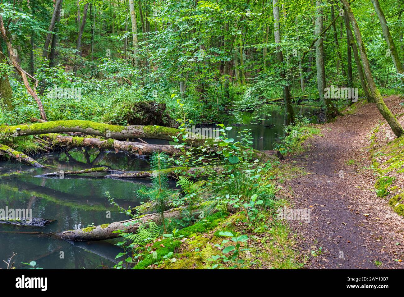 Schlaube im romantischen Schlaubetal, Landkreis Oder-Spree, Brandeburgo, Deutschland *** Schlaube nella romantica valle di Schlaubetal, Oder Spree distr Foto Stock