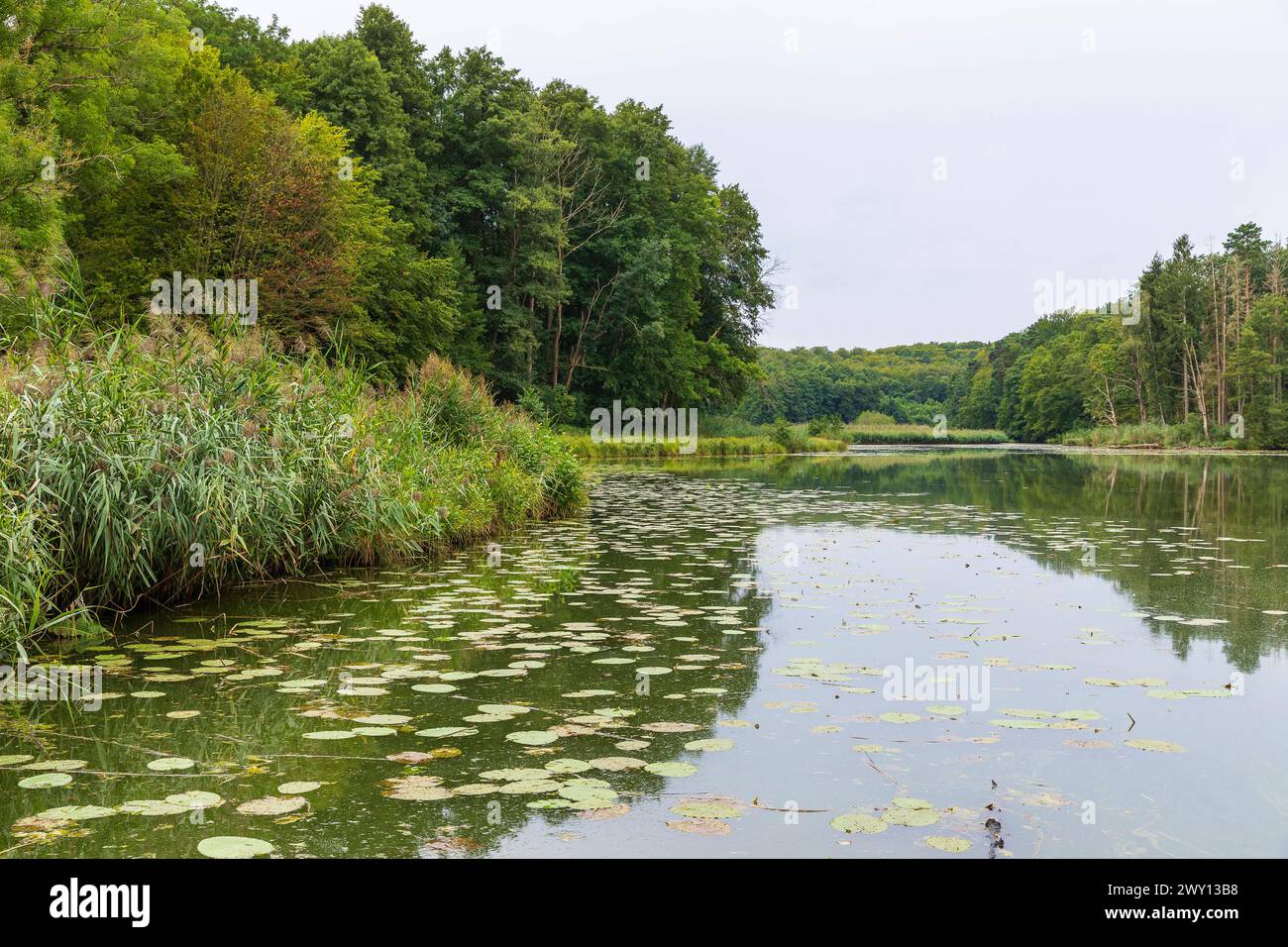 Teich an der Kieselwitzer Mühle im romantischen Schlaubetal, Landkreis Oder-Spree, Brandeburgo, Deutschland *** stagno presso il mulino Kieselwitzer Mühle Foto Stock