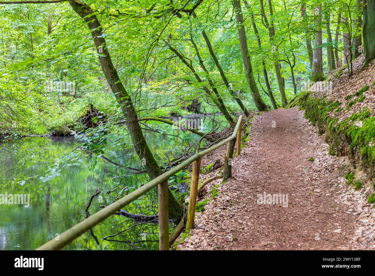 Schlaube im romantischen Schlaubetal, Landkreis Oder-Spree, Brandeburgo, Deutschland *** Schlaube nella romantica valle di Schlaubetal, Oder Spree distr Foto Stock