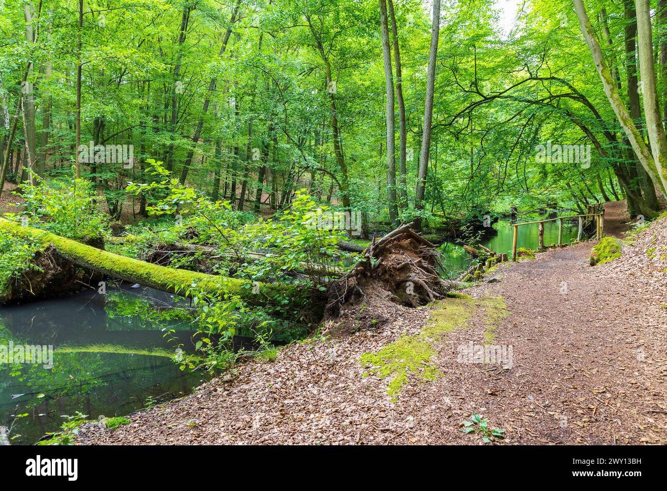 Wanderweg entlang der Schlaube im romantischen Schlaubetal, Landkreis Oder-Spree, Brandeburgo, Deutschland *** percorso escursionistico lungo il fiume Schlaube i Foto Stock