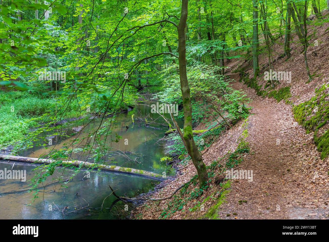 Schlaube im romantischen Schlaubetal, Landkreis Oder-Spree, Brandeburgo, Deutschland *** Schlaube nella romantica valle di Schlaubetal, Oder Spree distr Foto Stock