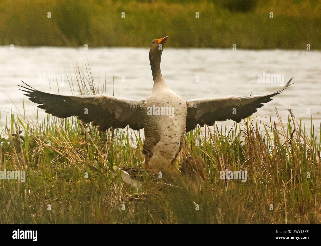 Greylag Goose presso RSPB Rainham Marshes Nature Reserve , Rainham, Essex - 3 aprile 2024. Foto Stock