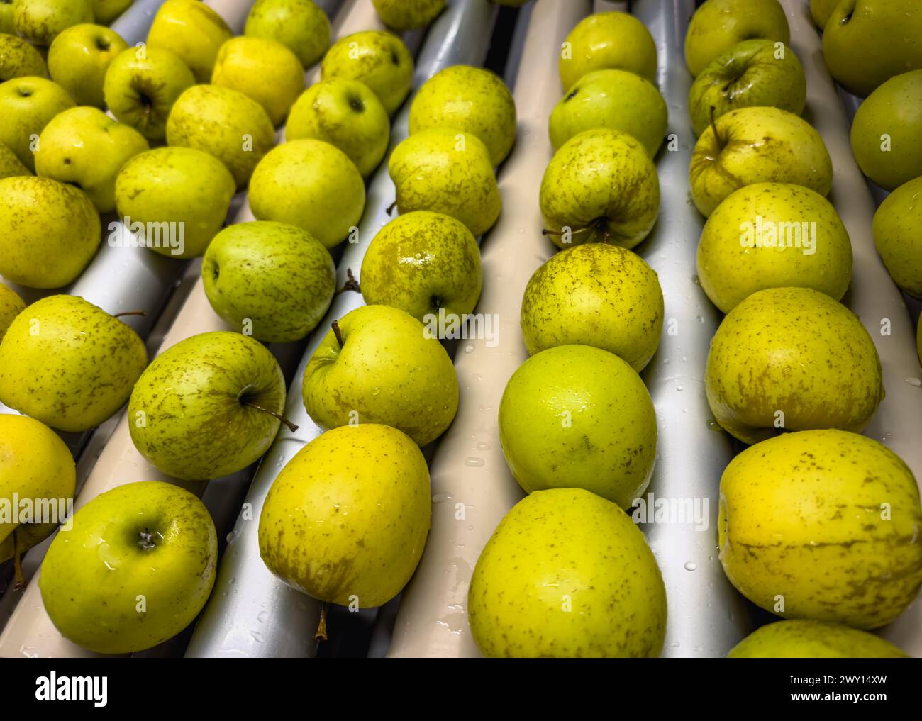 Mele in una piscina con acqua per la cernita preliminare in un grossista di frutta sulla linea di produzione. Controllo di qualità delle mele dorate. Foto Stock
