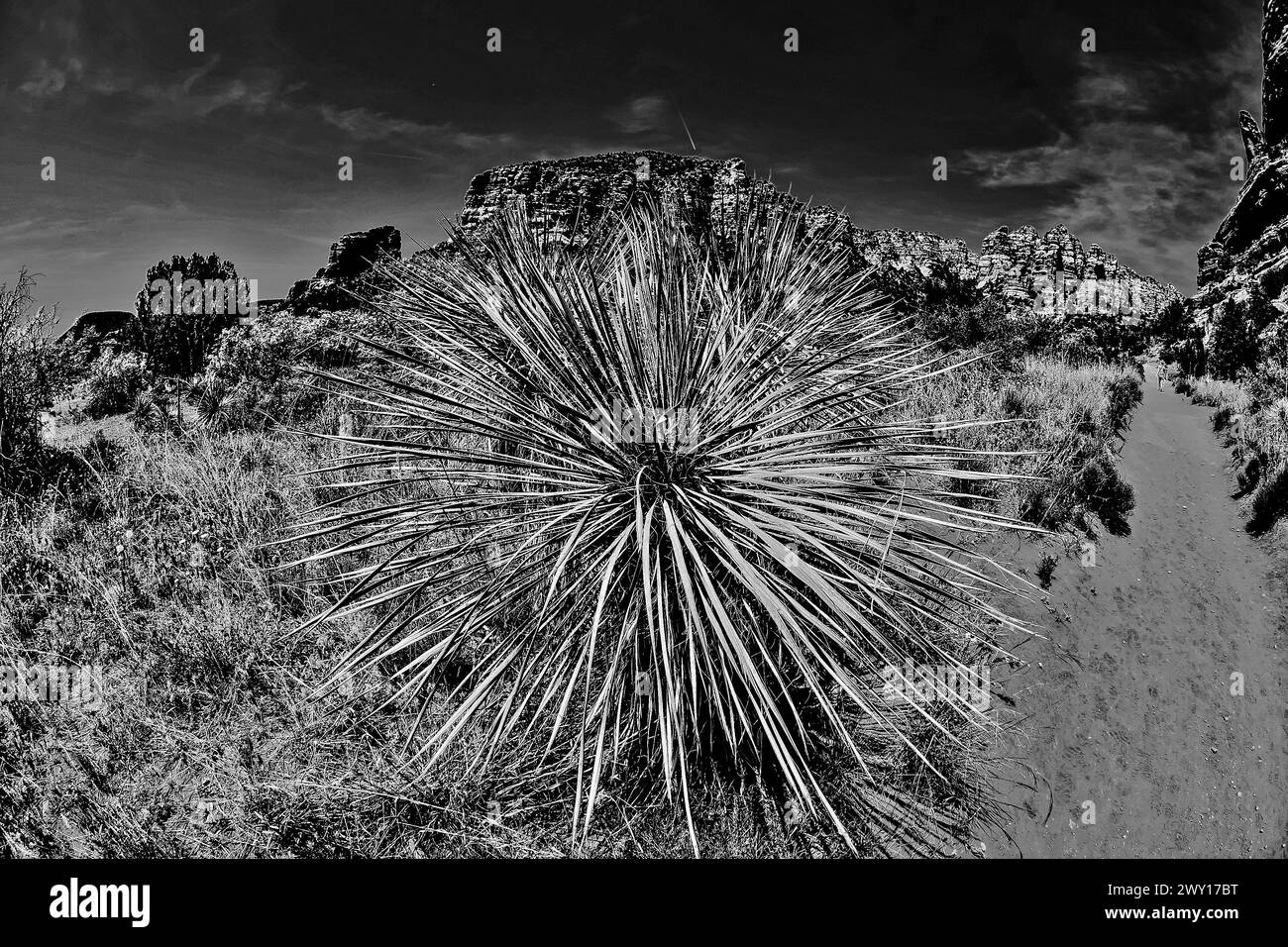 Paesaggio con grande impianto del deserto, Sedona, in Arizona, Stati Uniti d'America Foto Stock