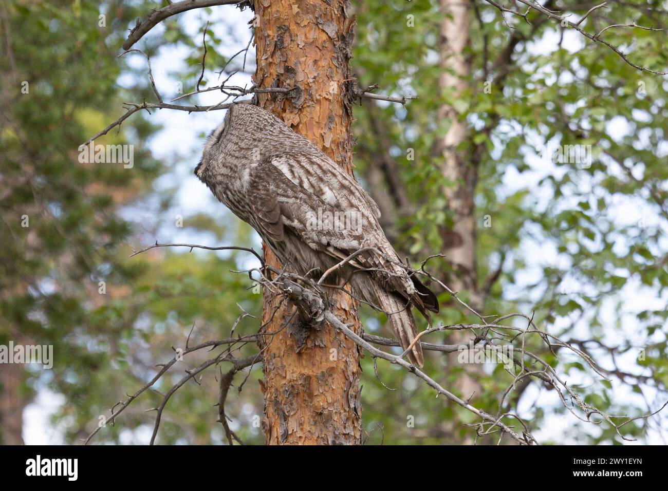 Grande gufo grigio seduto su un ramo d'albero da vicino nel profilo Foto Stock