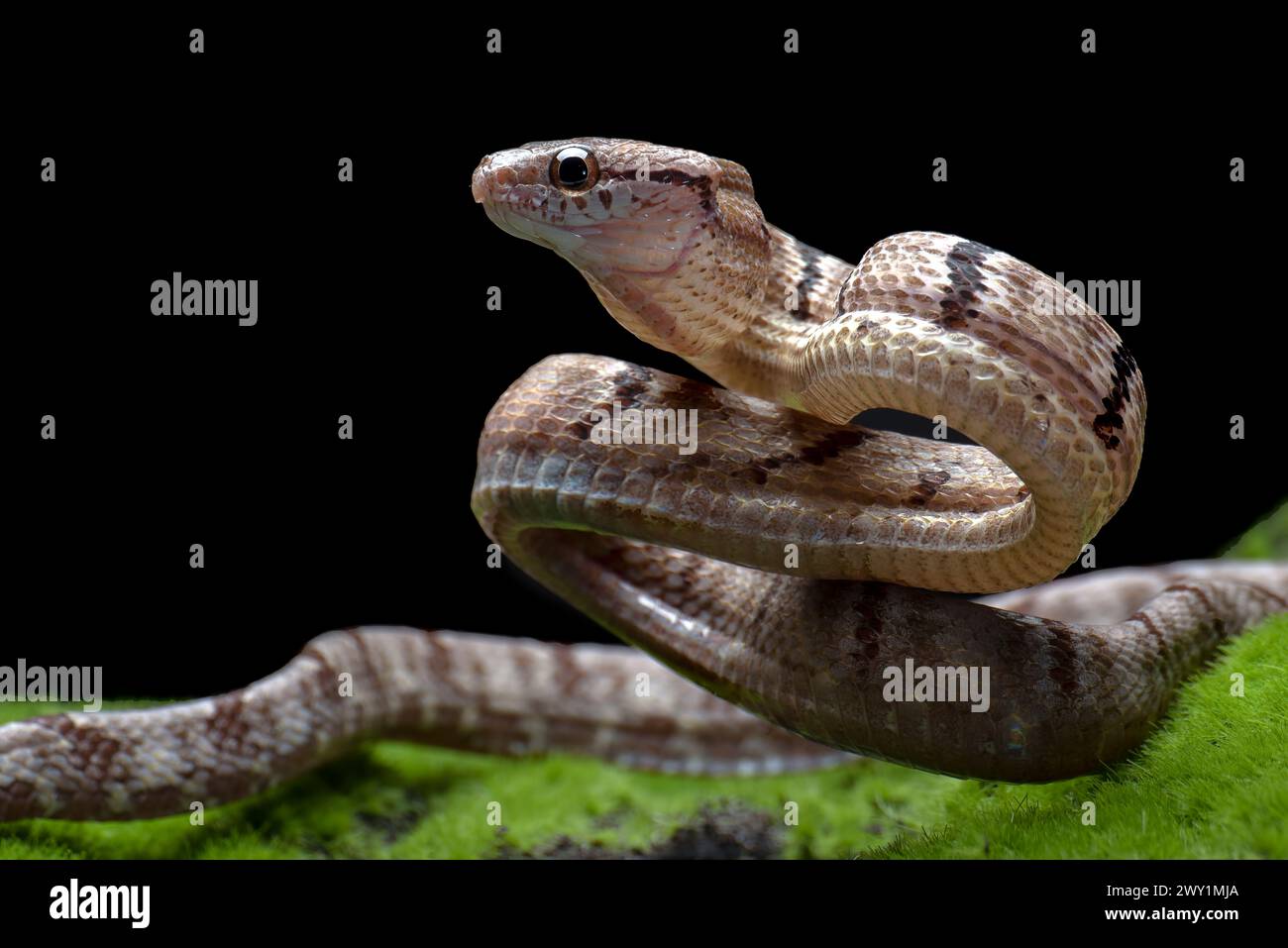Gatto serpente dentato in posizione di attacco Foto Stock