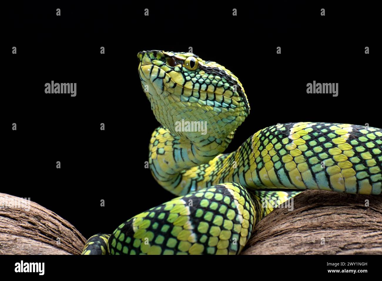 Il vipera della fossa di Wagler sul ramo dell'albero Foto Stock