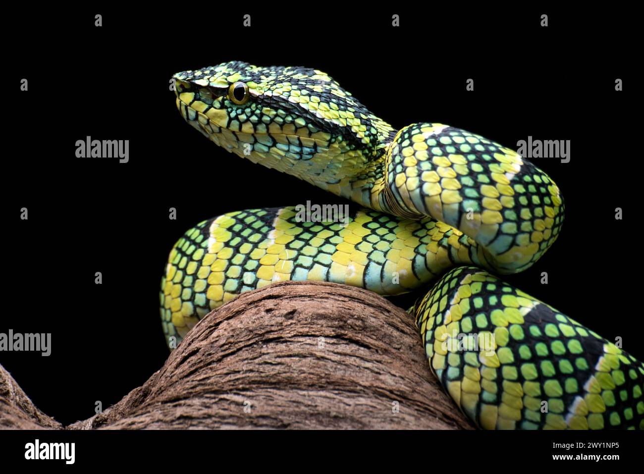 Il vipera della fossa di Wagler sul ramo dell'albero Foto Stock
