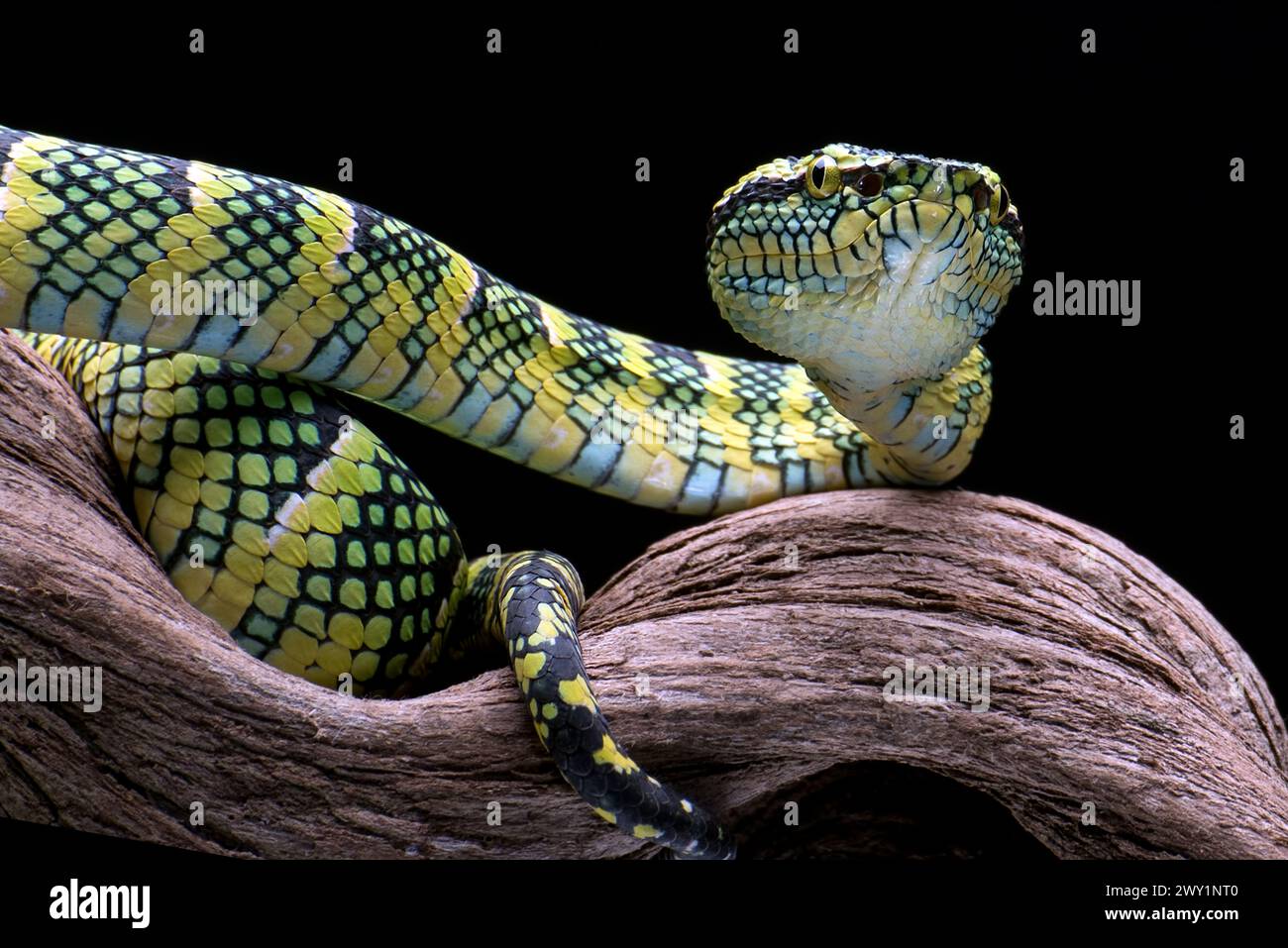 Il vipera della fossa di Wagler sul ramo dell'albero Foto Stock