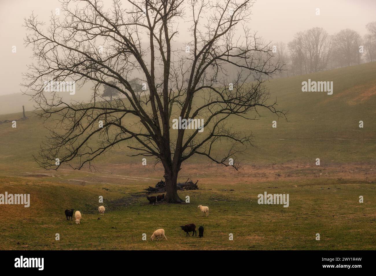 Le pecore pascolano in un pascolo sotto un albero di quercia con il tempo piovoso in questo paesaggio rurale della Virginia. Foto Stock