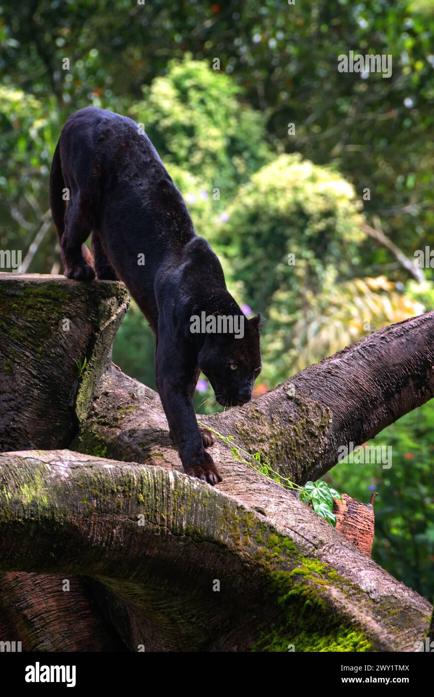 Pantera nera che cammina sul grande tronco dell'albero Foto Stock