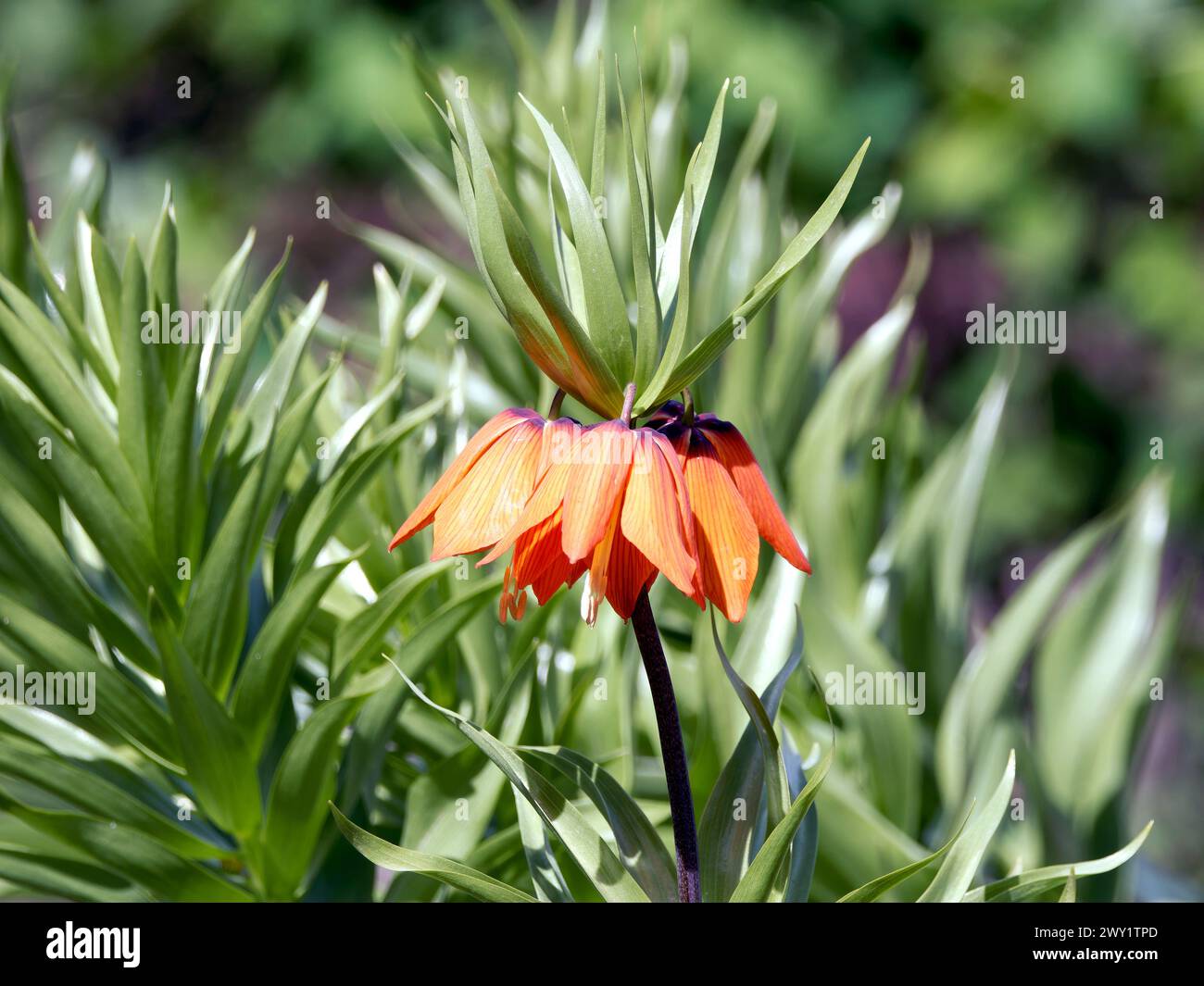 Crown Imperial, Imperial fritillary o Kaiser's Crown, Kaiserkrone, fritillaire impériale, Fritillaria imperialis, császárkorona Foto Stock