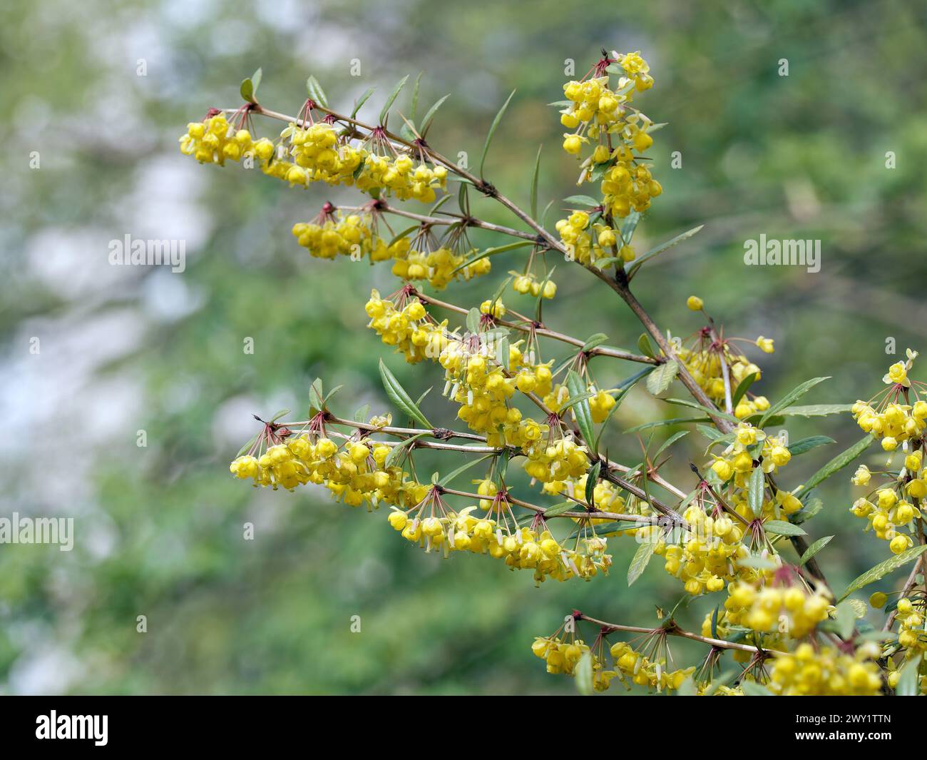 Barberry wintergreen o Barberry cinese, Julianes Berberitze, épine-vinette de Juliana, Berberis julianae, Júlia-borbolya, Budapest, Ungheria, Europa Foto Stock