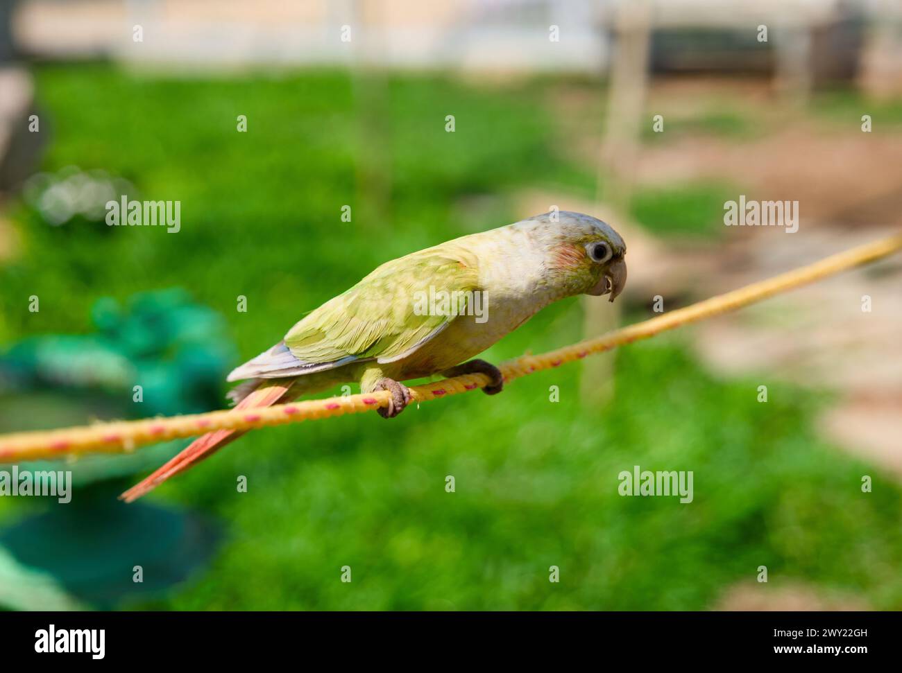 Un'accattivante foto ravvicinata di un bellissimo pappagallo verde arroccato su un'altalena di corda, con la luce del sole che avvolge le sue piume colorate Foto Stock