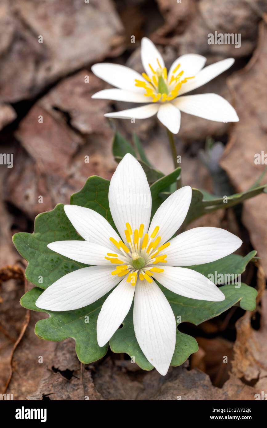 Fiore di sangue (Sanguinaria canadensis) - Pisgah National Forest, Brevard, North Carolina, USA Foto Stock