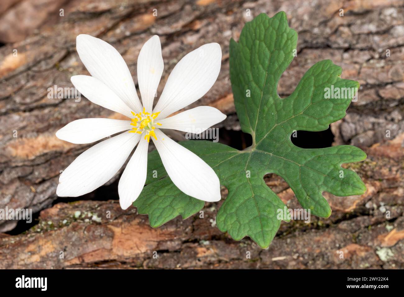 Fiore di sangue (Sanguinaria canadensis) - Pisgah National Forest, Brevard, North Carolina, USA Foto Stock