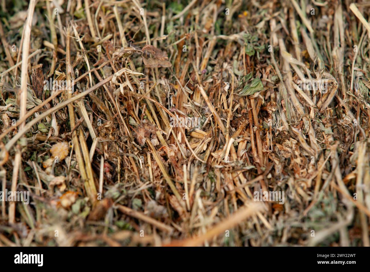 Fieno d'erba medica per l'alimentazione degli animali o per il pacciame. Balla di fieno preparata per lo stoccaggio. Primo piano. Foto Stock