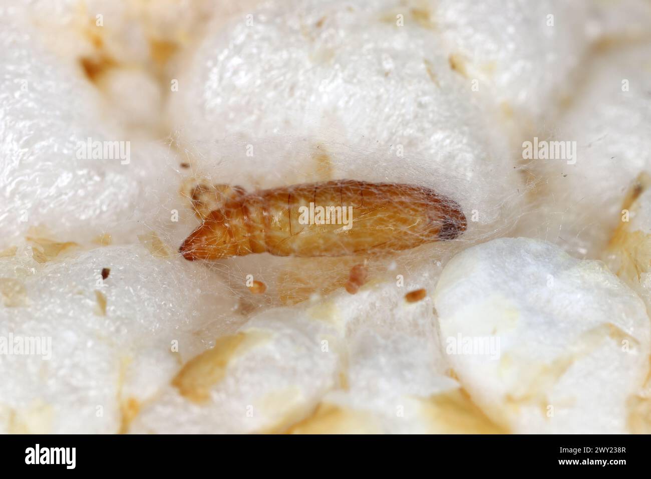 Pupae di mealmoth indiano (Plodia interpunctella) su un wafer di riso. Foto Stock
