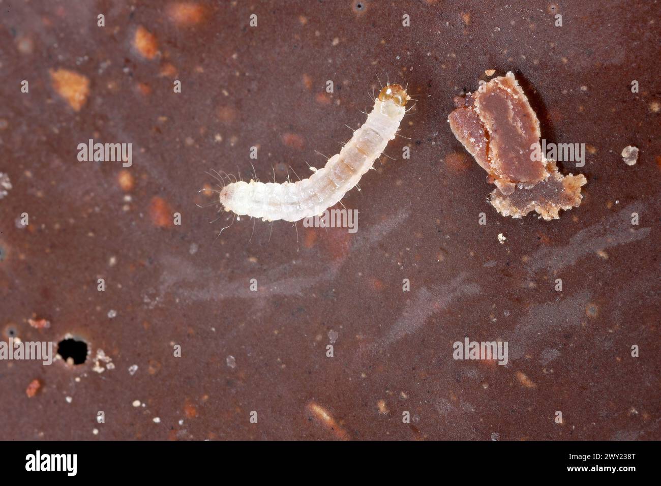 Giovane bruco di mealmoth indiano (Plodia interpunctella) che si nutre di cioccolato. Foto Stock