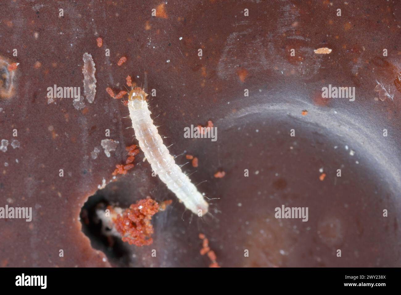 Giovane bruco di mealmoth indiano (Plodia interpunctella) che si nutre di cioccolato. Foto Stock