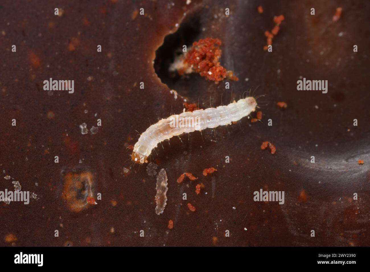 Giovane bruco di falena indiana (Plodia interpunctella) che si nutre di cioccolato. Foto Stock