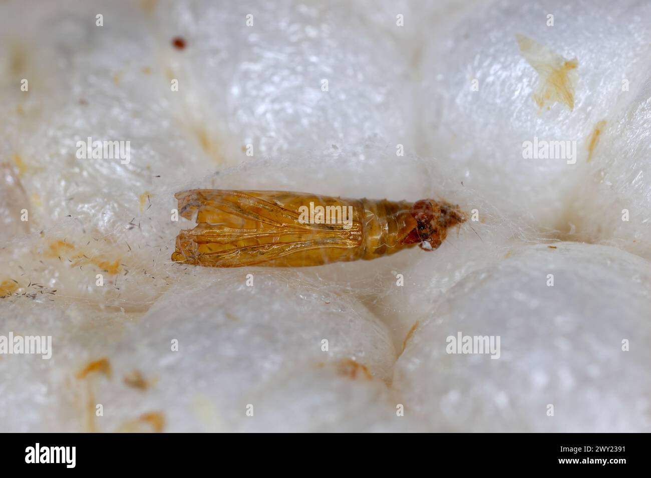 Abbandonato da una pupa di falena di mealmoth indiano (Plodia interpunctella) su una cialda di riso. Foto Stock