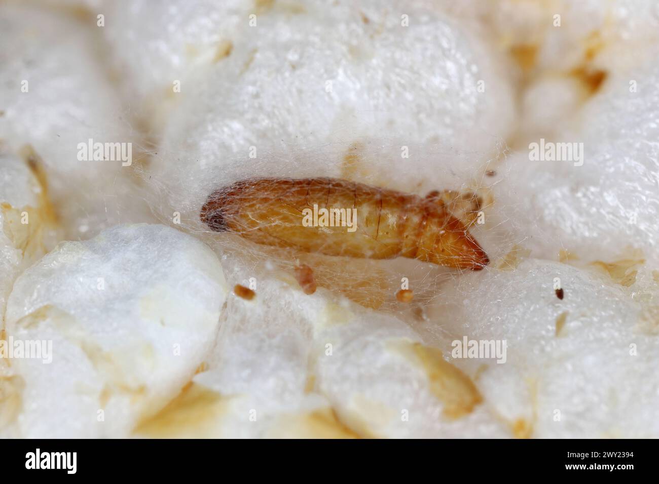 Pupae di mealmoth indiano (Plodia interpunctella) su un wafer di riso. Foto Stock