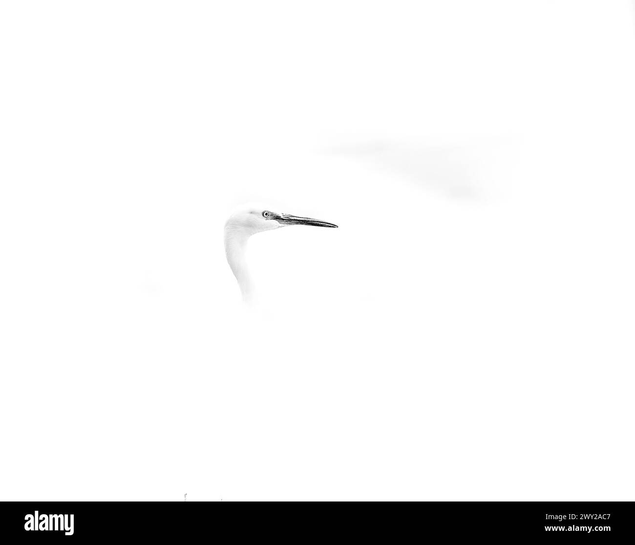 Piccola egret, Egretta gazetta, nella riserva di Kabini. India Foto Stock