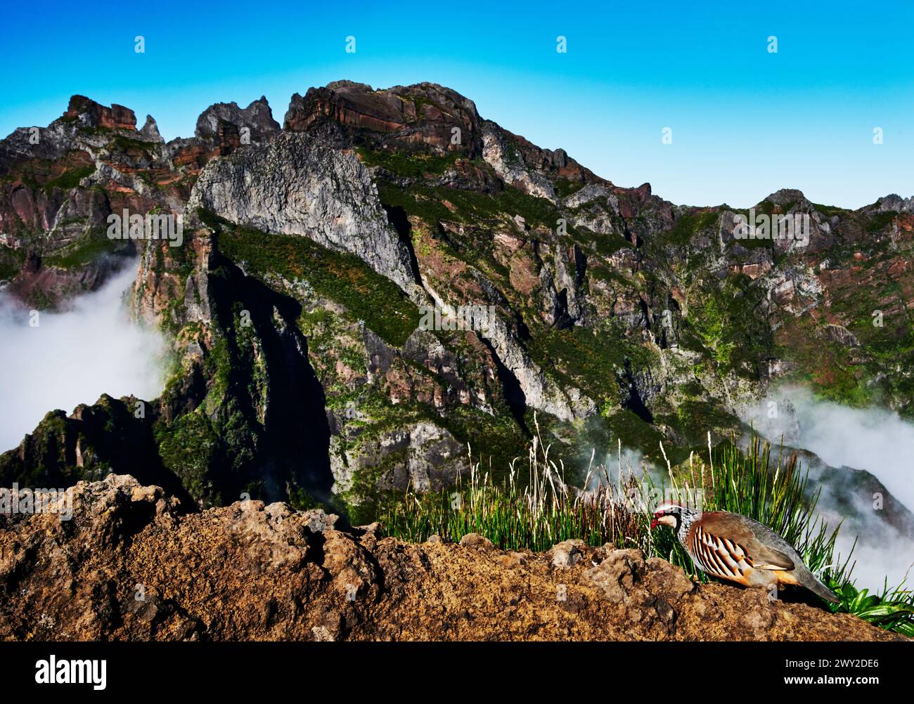 Pergamena dalle gambe rosse in piedi di fronte al paesaggio montano di Pico do Arierio fino a Pico Ruivo (PR1) sull'isola di Madeira, Portogallo, Europa Foto Stock