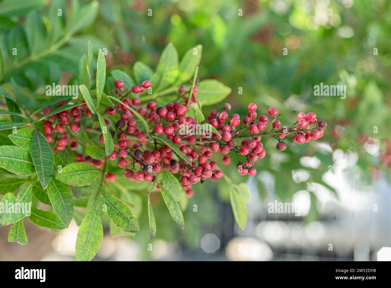Grani di pepe rosa freschi sul ramo del pepe peruviano. Foglie verdi sullo sfondo. Foto Stock