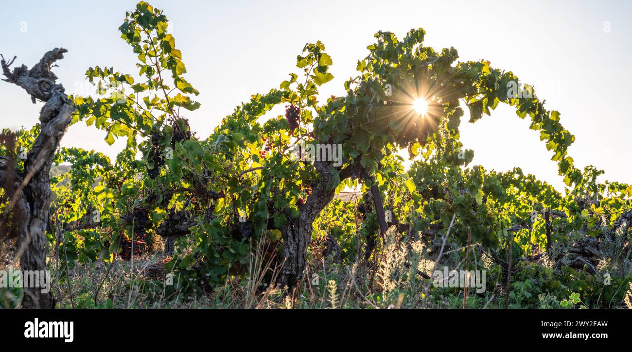 Vecchi cespugli di vite con uva da vino alla luce del sole della sera. Foto Stock