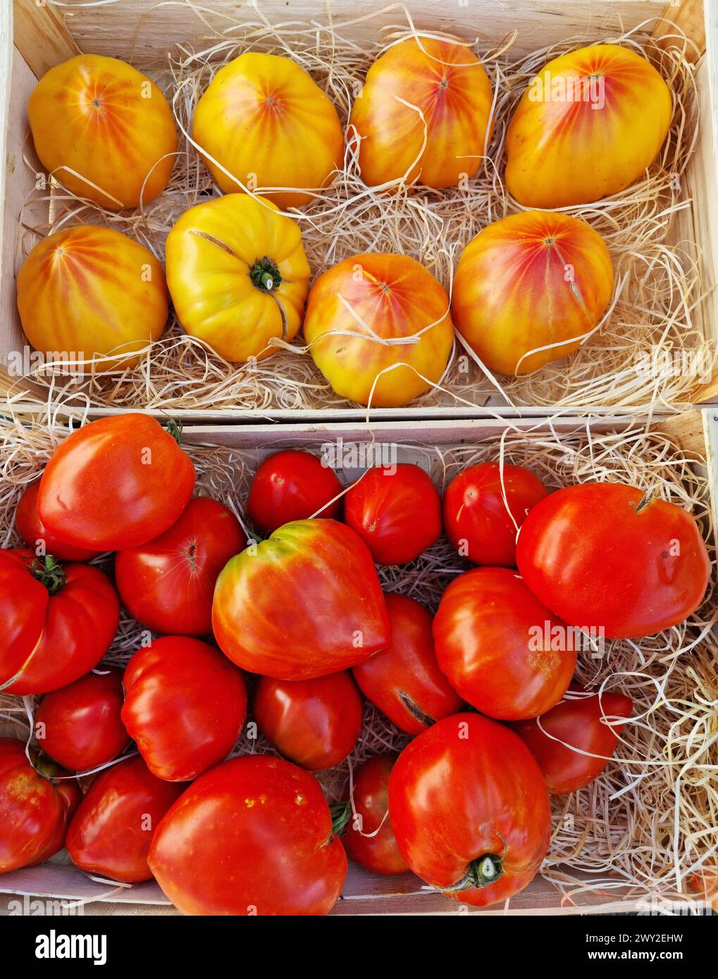 Pomodori rossi e gialli da bistecca o pomodori di manzo a distanza ravvicinata nella stalla del mercato agricolo. Background alimentare. Foto Stock