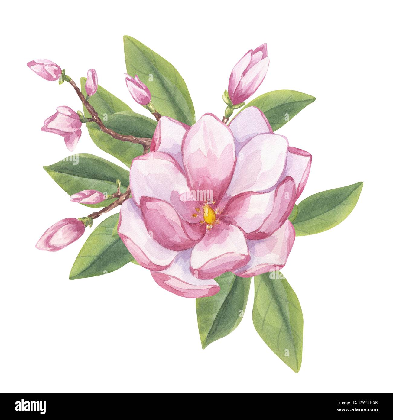 magnolia rosa, peonia. Ramo con fiori, boccioli, foglie. Clipart floreale in fiore. Sfondo isolato per illustrazione ad acquerello disegnata a mano. Botanico Foto Stock