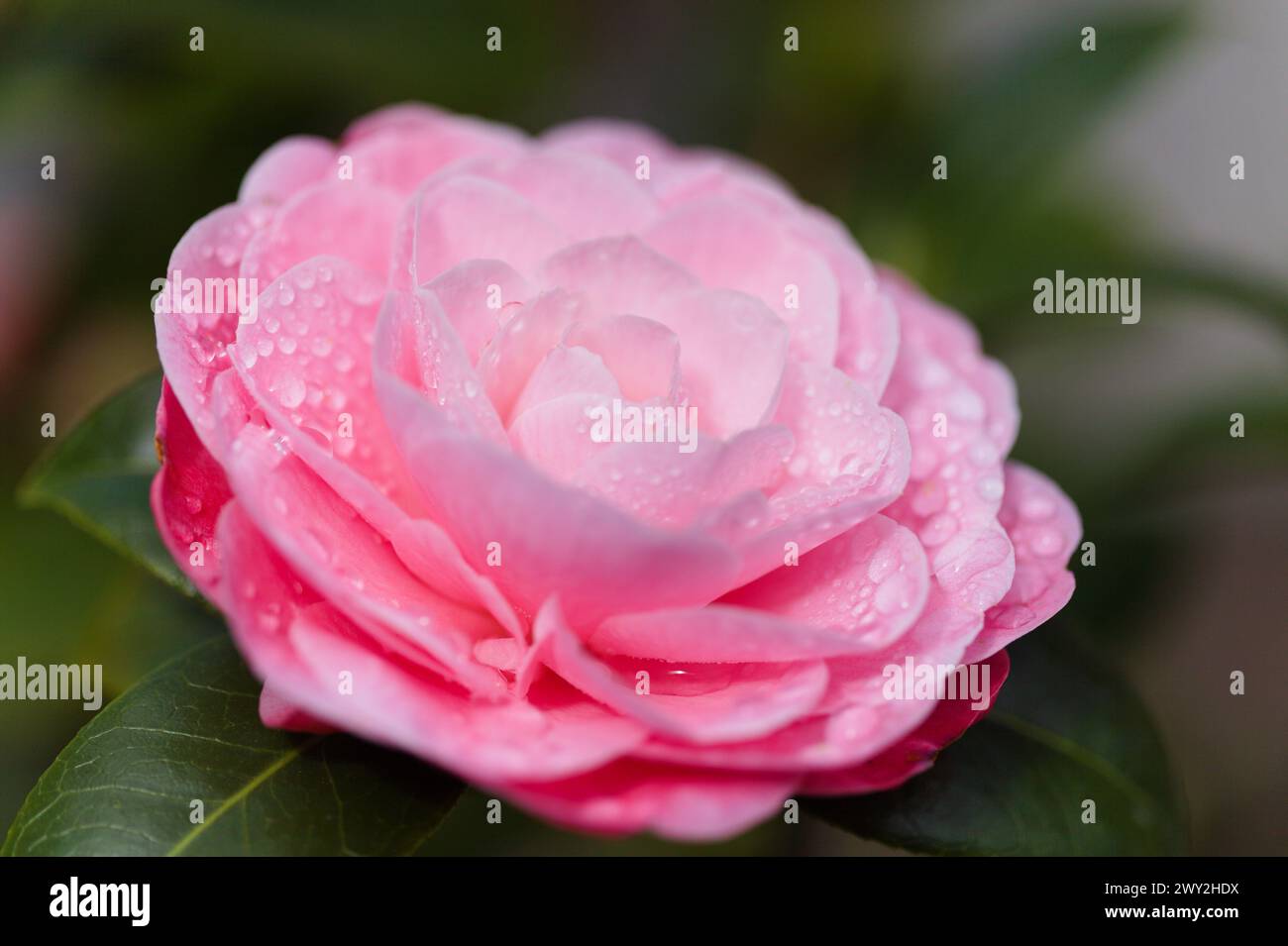 Fiore rosa Camellia naturale macro sfondo floreale Foto Stock