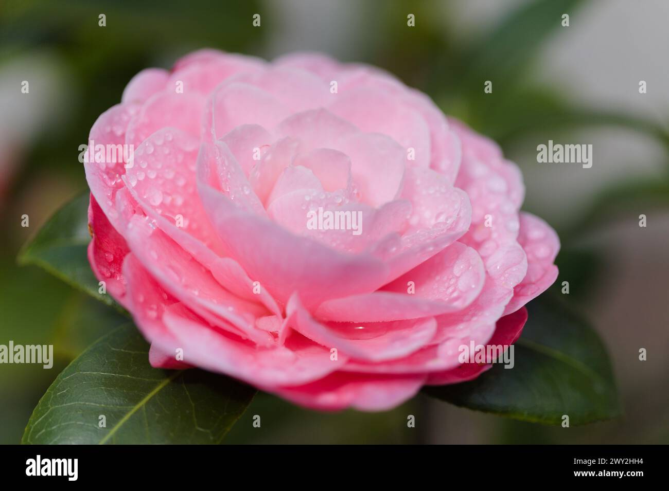 Fiore rosa Camellia naturale macro sfondo floreale Foto Stock