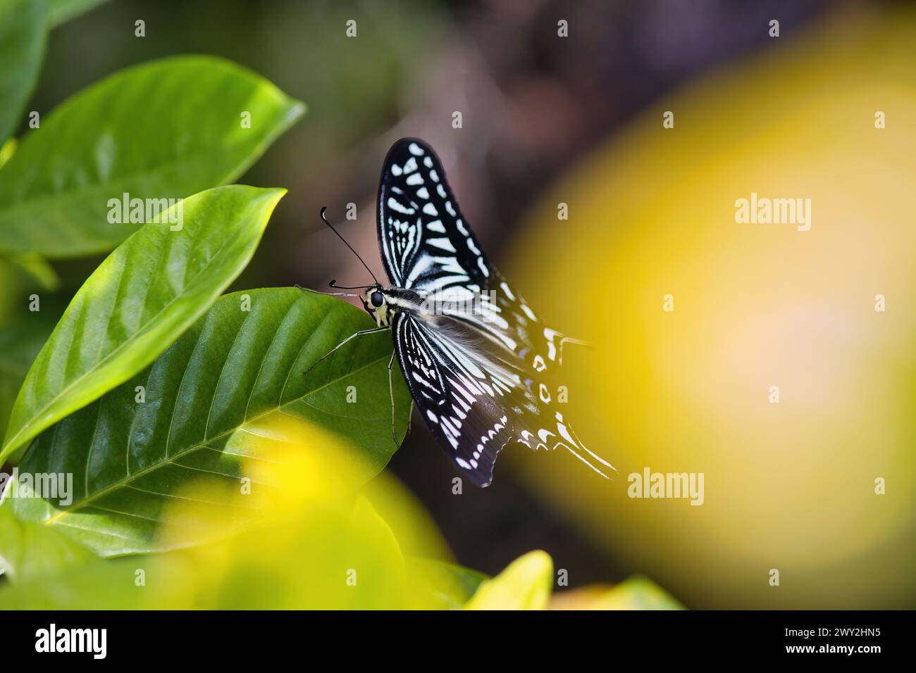 Farfalla asiatica a coda di rondine appoggiata su una pianta di agrumi. Foto Stock