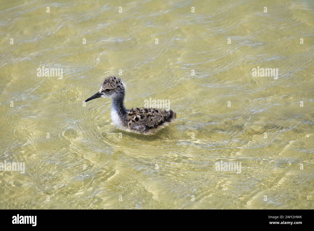 La palafitta si sta foraggiando nel laghetto Kalea a maui. Foto Stock
