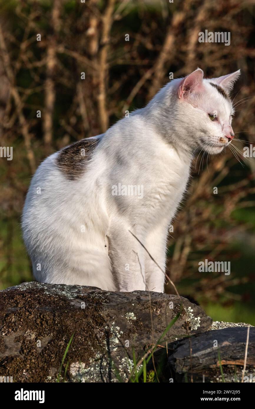 Chiacchiera visiteur dans le jardin Foto Stock