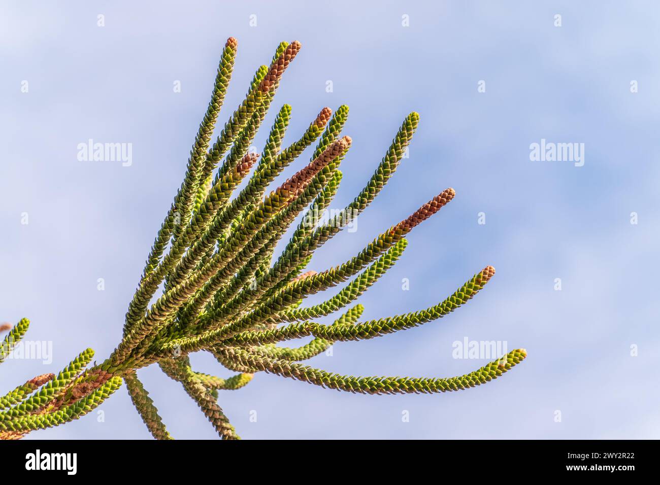 Aghi di albero sempreverde Araucaria araucana, comunemente chiamato l'albero puzzle scimmia, albero coda scimmia, Pewen o Pino cileno Foto Stock