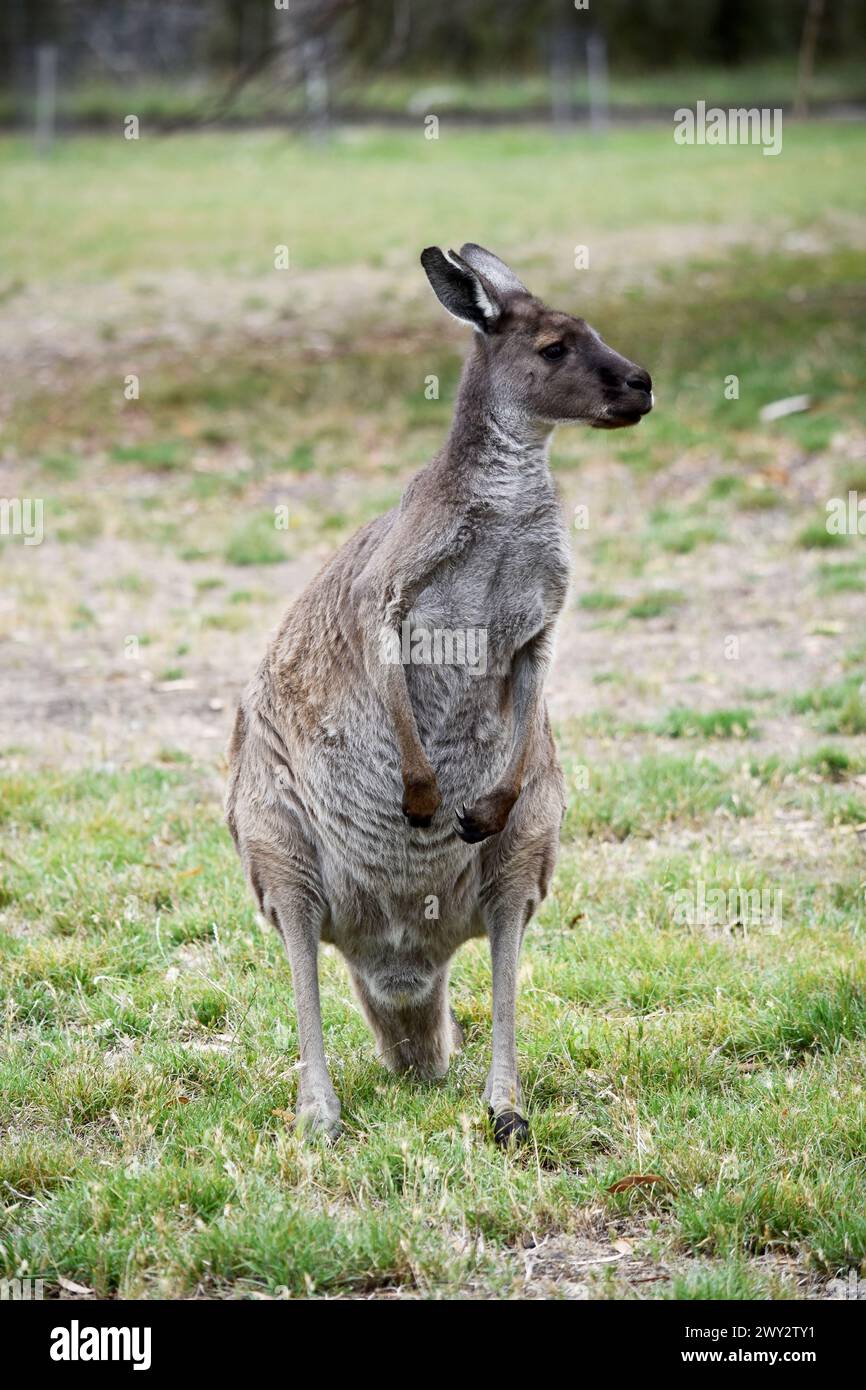 I canguri grigi occidentali hanno una museruola dai capelli fini. Hanno pellicce da chiaro a marrone scuro. Foto Stock