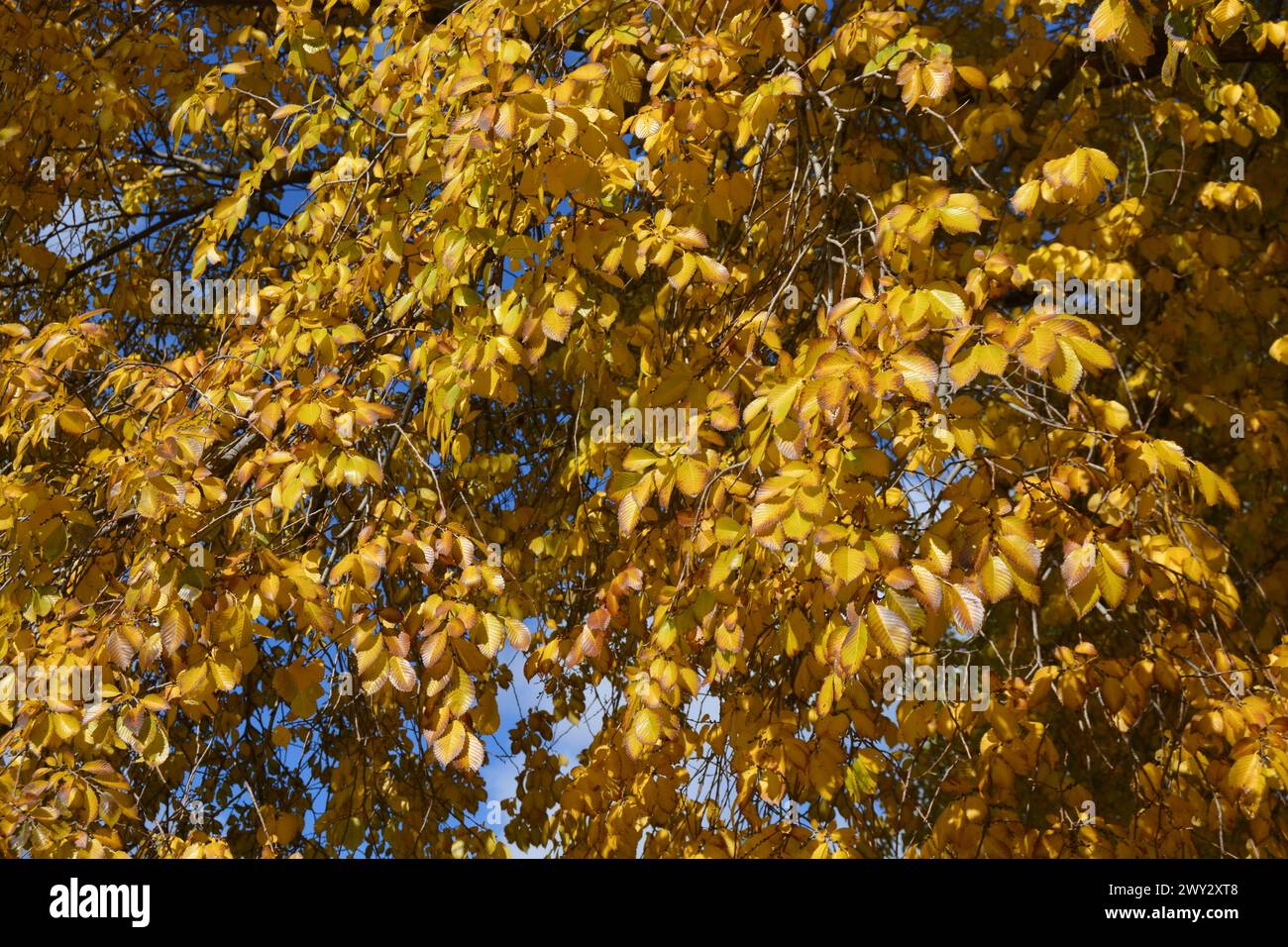 Giallo Fall Foliage Foto Stock