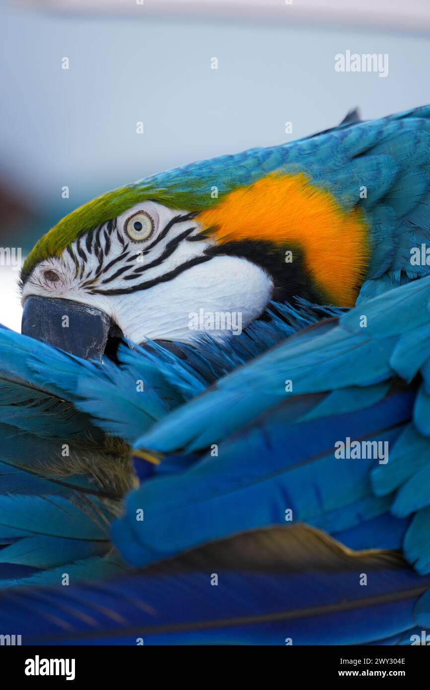 Il bellissimo Blue Macaw che preserva le sue piume Foto Stock