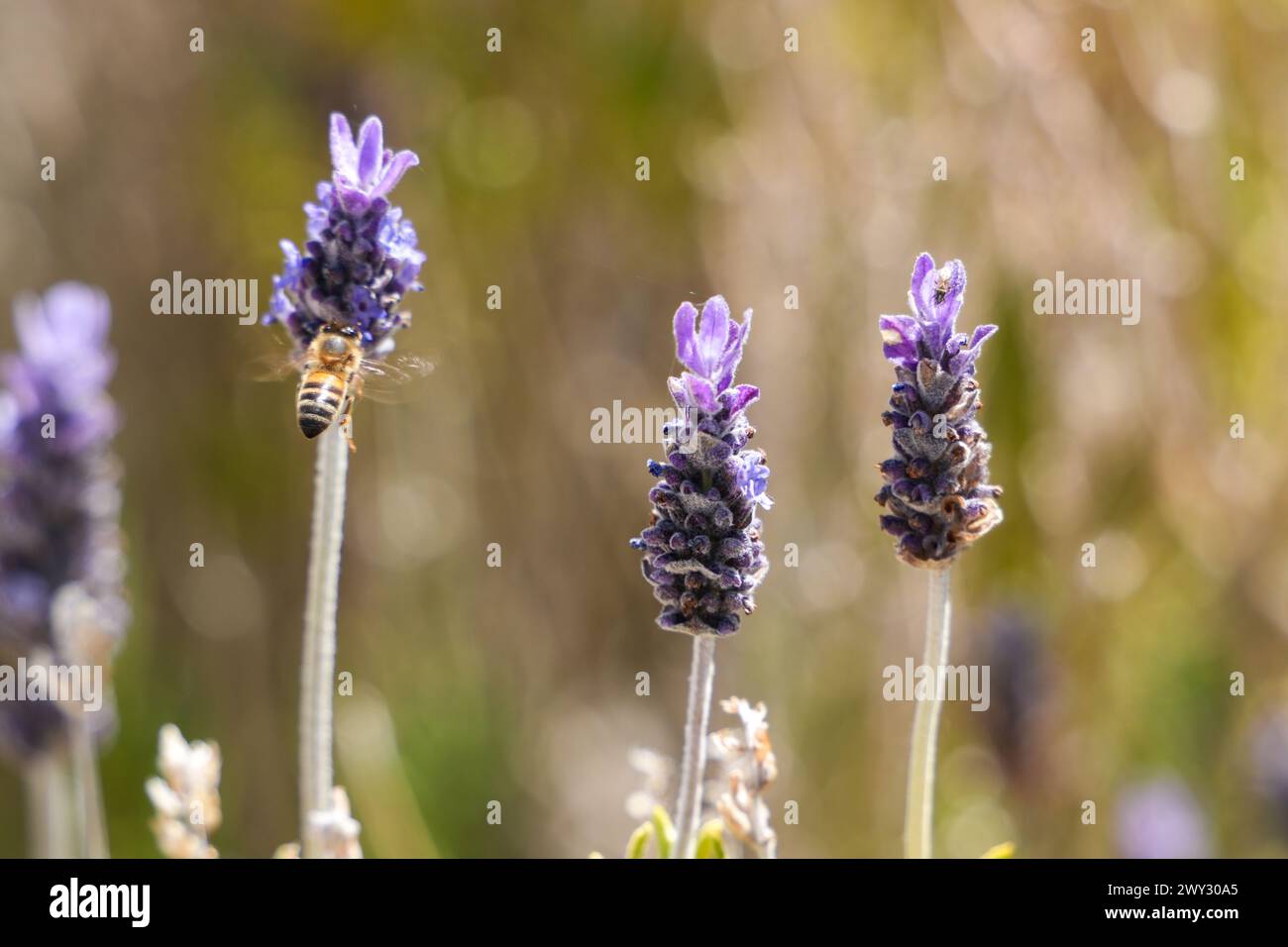 Honey Bee in un campo di Lavanda Foto Stock